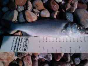 Schoolie Bass Schoolie Bass