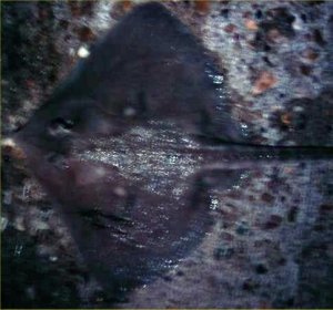 Thornback Ray, Norfolk Groyne, July 2009