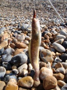 Rockling, April 09, King Alfred Beach Rockling, April 09, King Alfred Beach