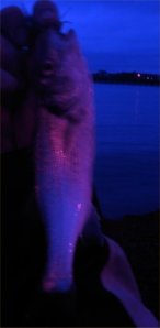 Schoolie Bass, 1.8.2009