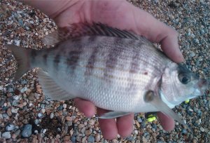 Shoreham Bream, 9.8.2009 Shoreham Bream, 9.8.2009