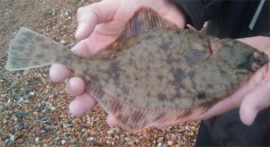 Flounder to King Rag, 1.8.2009