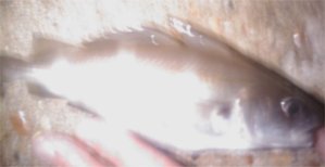 Pouting, 22nd August 2009