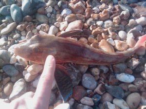 Gurnard, September 09