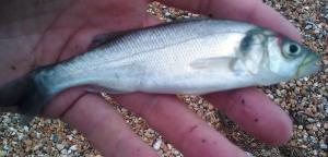 Nursery School Bass ; )