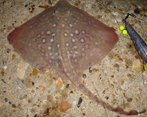 Second Thornie, Norfolk Groyne, 10.10.2009 Second Thornie, Norfolk Groyne, 10.10.2009