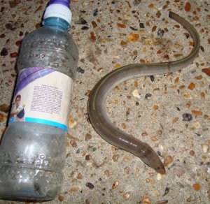 Second Eel (bootlace!), Norfolk Groyne, 10.10.2009 Second Eel (bootlace!), Norfolk Groyne, 10.10.2009