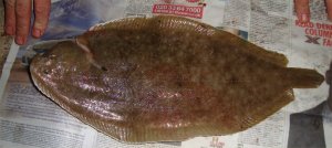 Specimen Sole, Norfolk Groyne, 10.10.2009 Specimen Sole, Norfolk Groyne, 10.10.2009