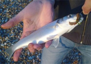 Bass, King Alfred Beach, Oct 2009 Bass, King Alfred Beach, Oct 2009