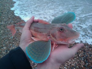 Gurnard, Banjo Groyne Beach, Oct 2009 Gurnard, Banjo Groyne Beach, Oct 2009