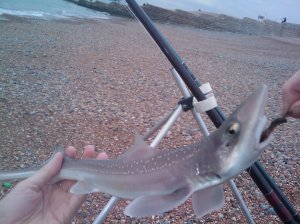 Smoothhound, Banjo Groyne Beach, Oct 2009 Smoothhound, Banjo Groyne Beach, Oct 2009