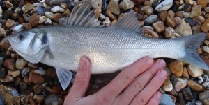 Larger Bass, Nov 2009 Larger Bass, Nov 2009